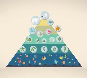 Synthesize the nutritional scale in food